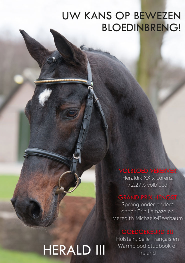 Flyer Verhagen Horse Service