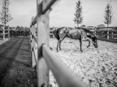 Fotodag Hendriks Sporthorses
